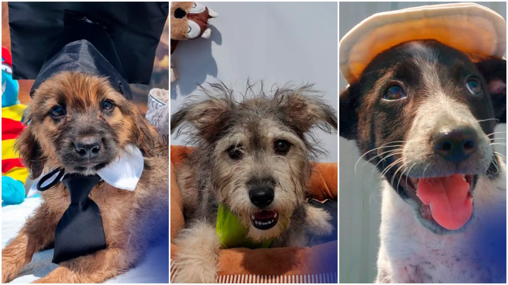 Căței de la ASPA la târgul de adopții