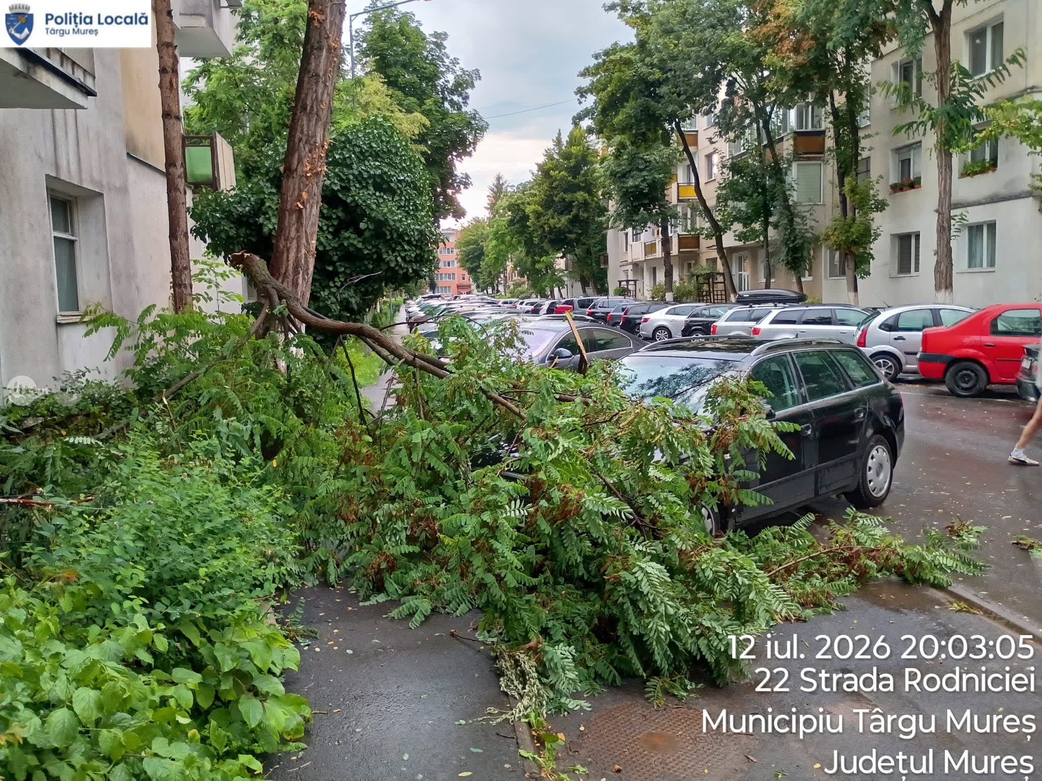 Creangă mare căzând peste mașină pe strada Rodniciei din Târgu Mureș