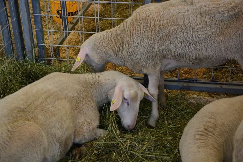Autoritățile veterinare din România pregătesc vaccinarea împotriva pestei micilor rumegătoare