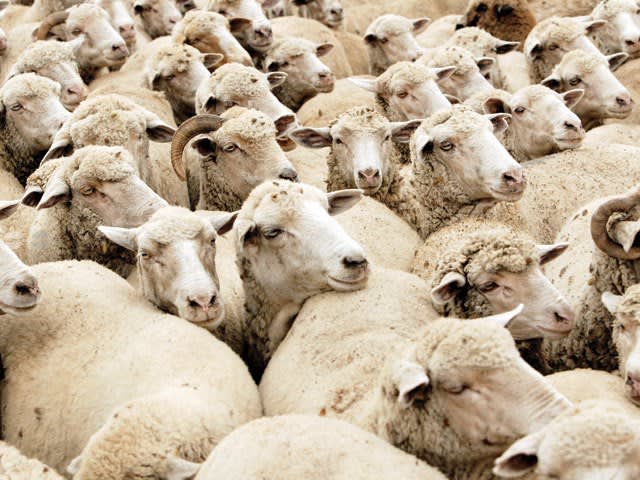 Veterinari români vaccinând oi și capre în câmp deschis