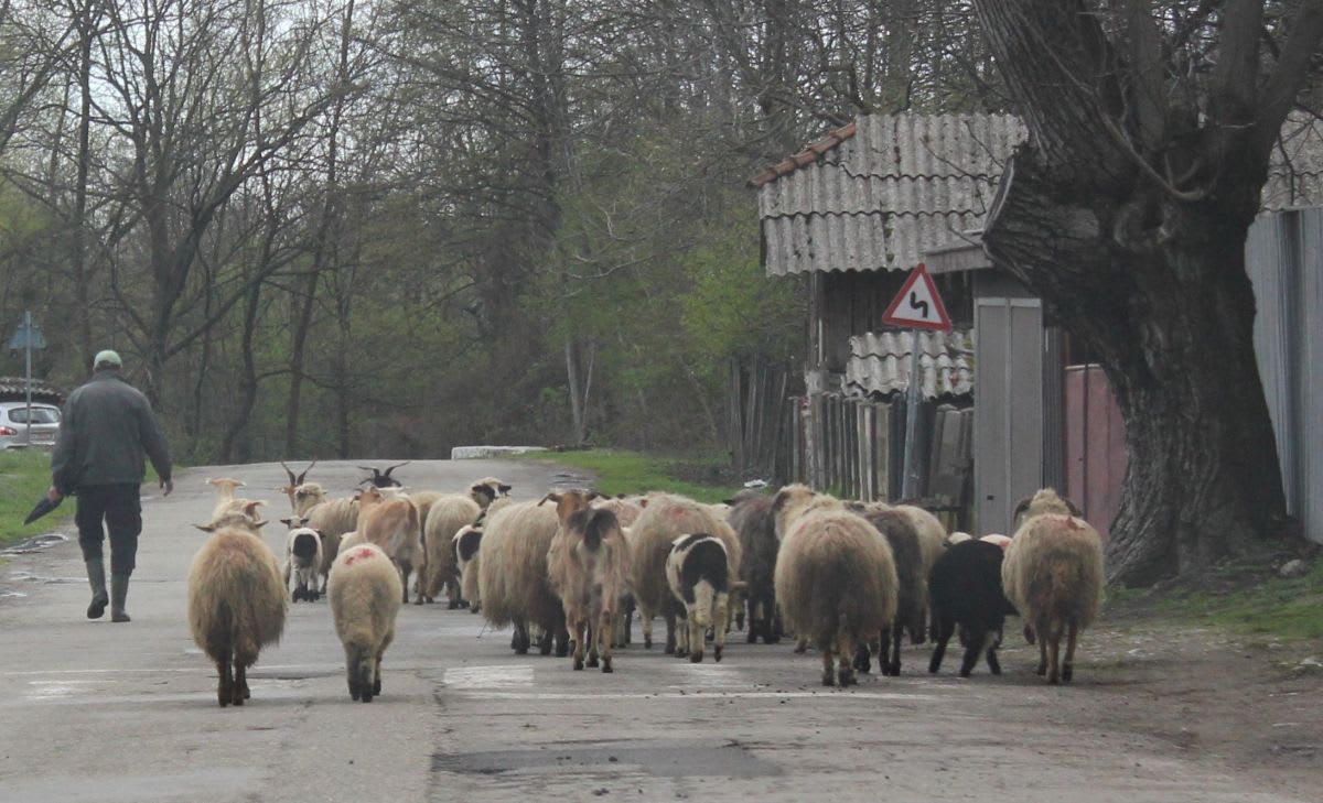 Medici veterinari administrând vaccinuri ovine și caprine în România