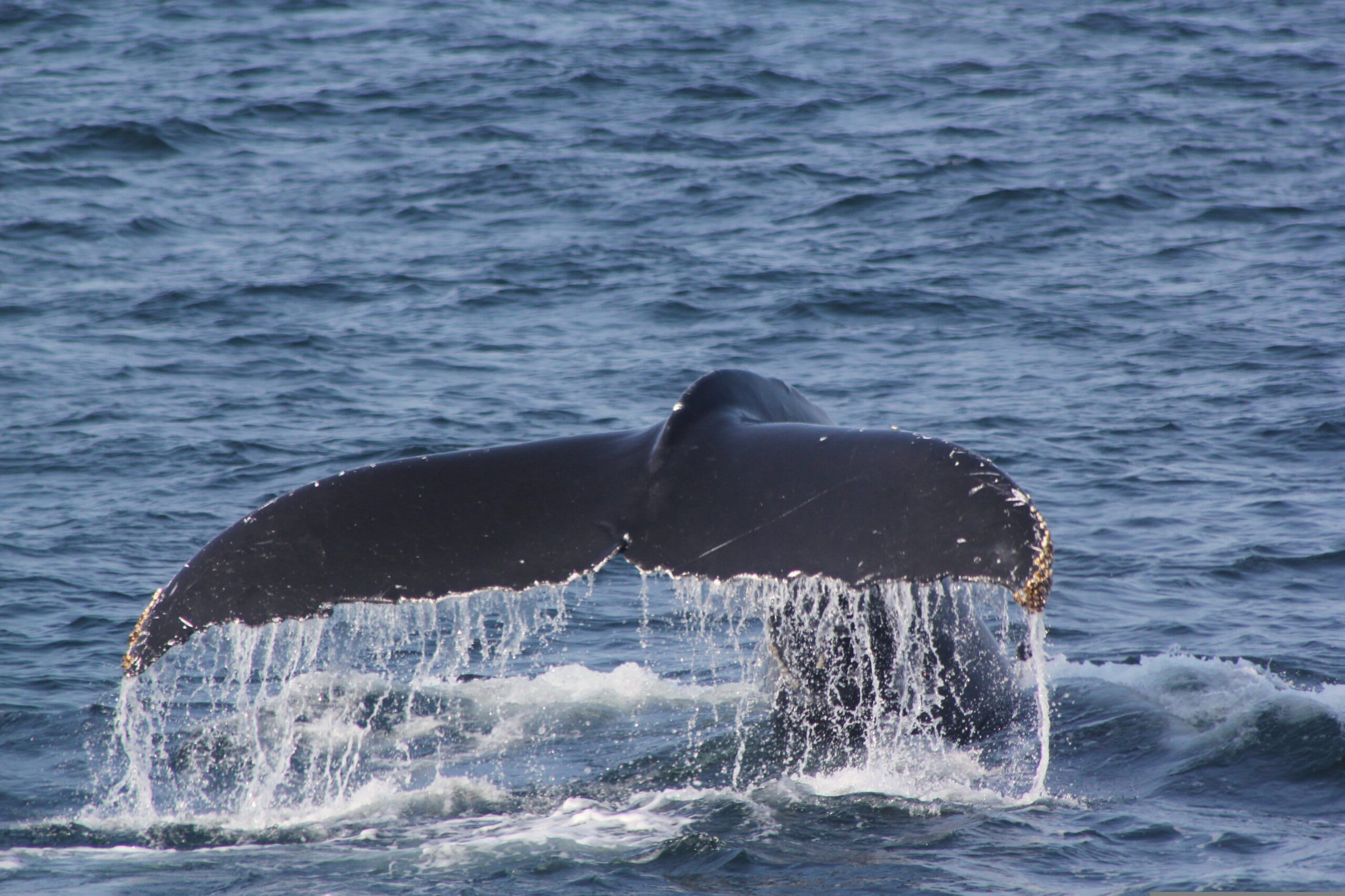 Balene drepte în oceanul Atlantic, specie pe cale de dispariție