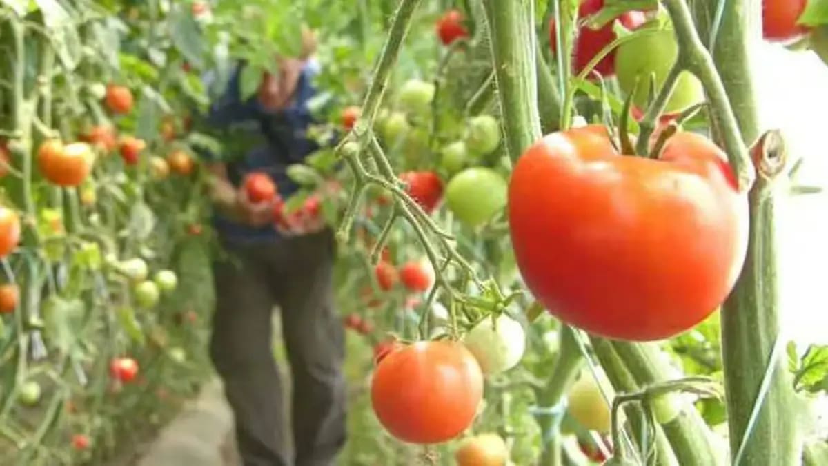 Tabel cu fructe și legume proaspete bogate în apă pentru hidratare