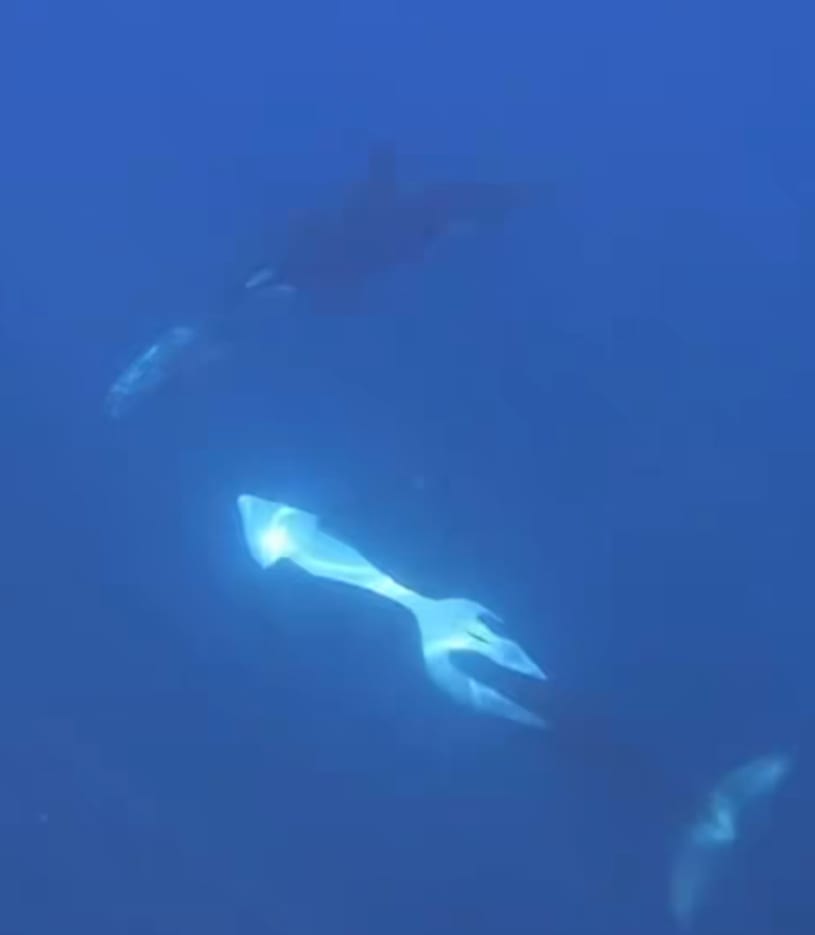 Orca lovește un pește-soare cu forță în Oceanul Pacific