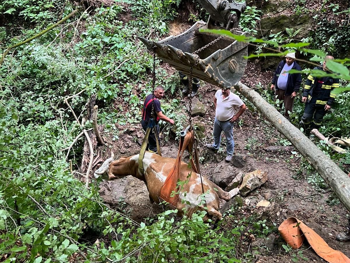 Pompieri în acțiune salvând o văcuță dintr-o râpă adâncă