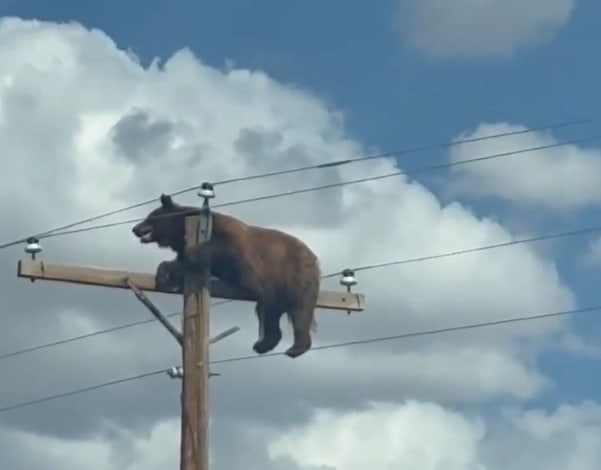 Urs negru blocat pe un stâlp de electricitate în SUA