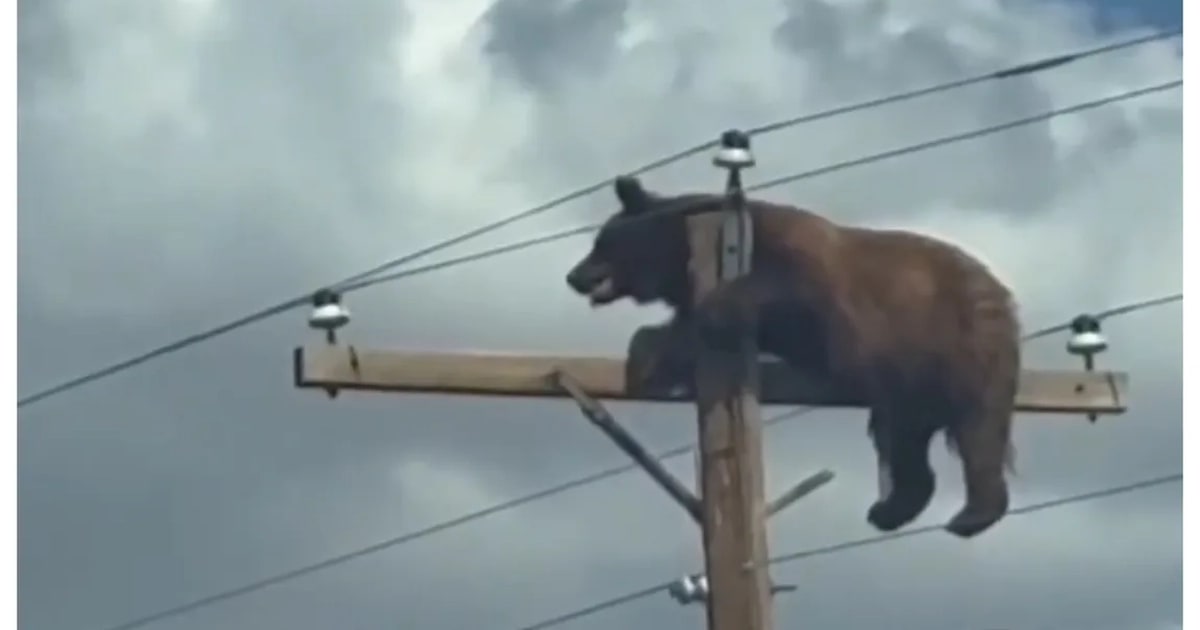 Urs electrocutat pe un stâlp de electricitate