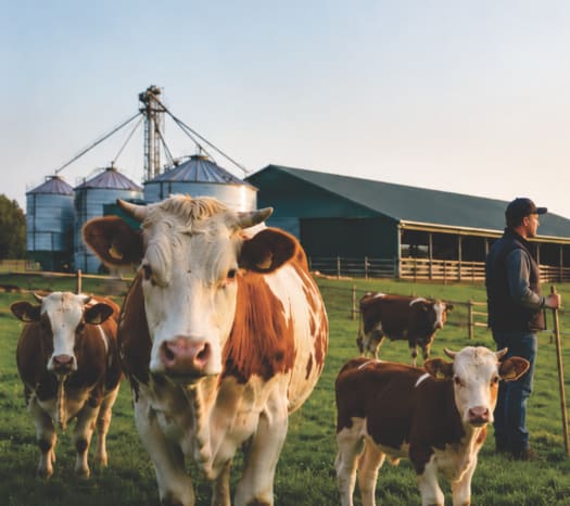 Animale bovine în ferme din România, sprijin financiar