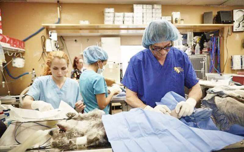 Voluntari și echipa de sterilizare în acțiune în Groși