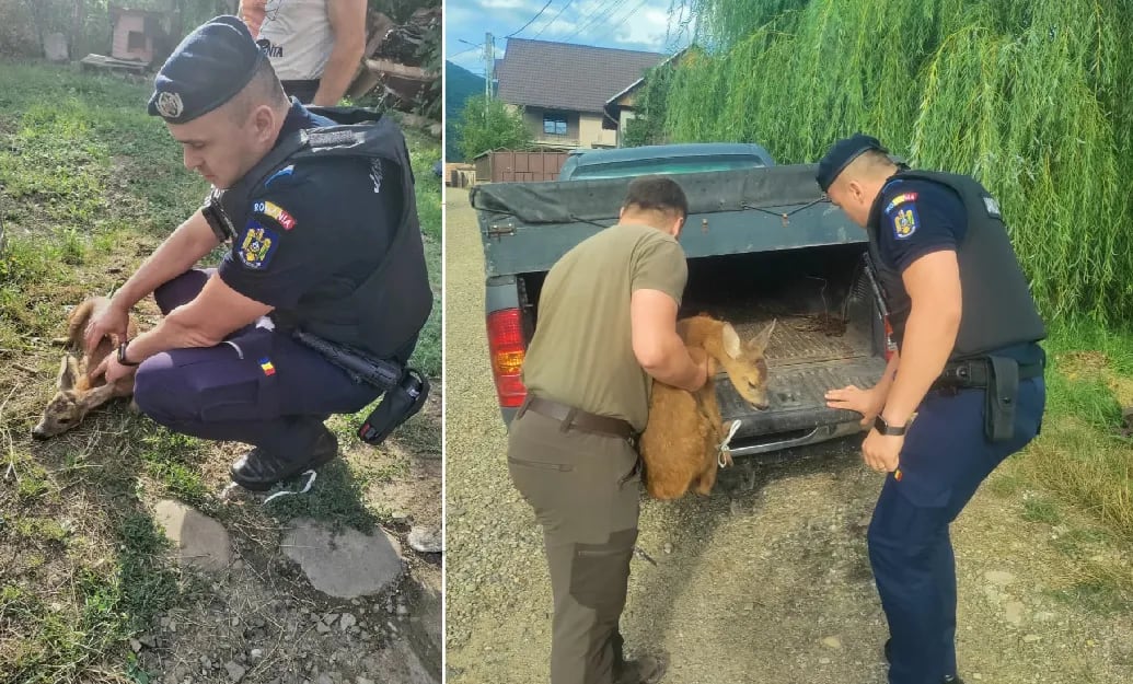 Jandarmi salvează pui de căprioară urmărit de câini la Târgu Ocna