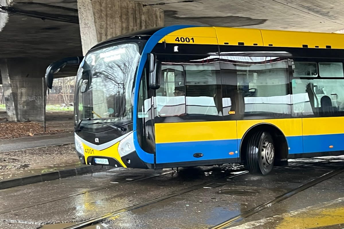 Șofer autobuz cu câine în lesă în interiorul mijlocului de transport