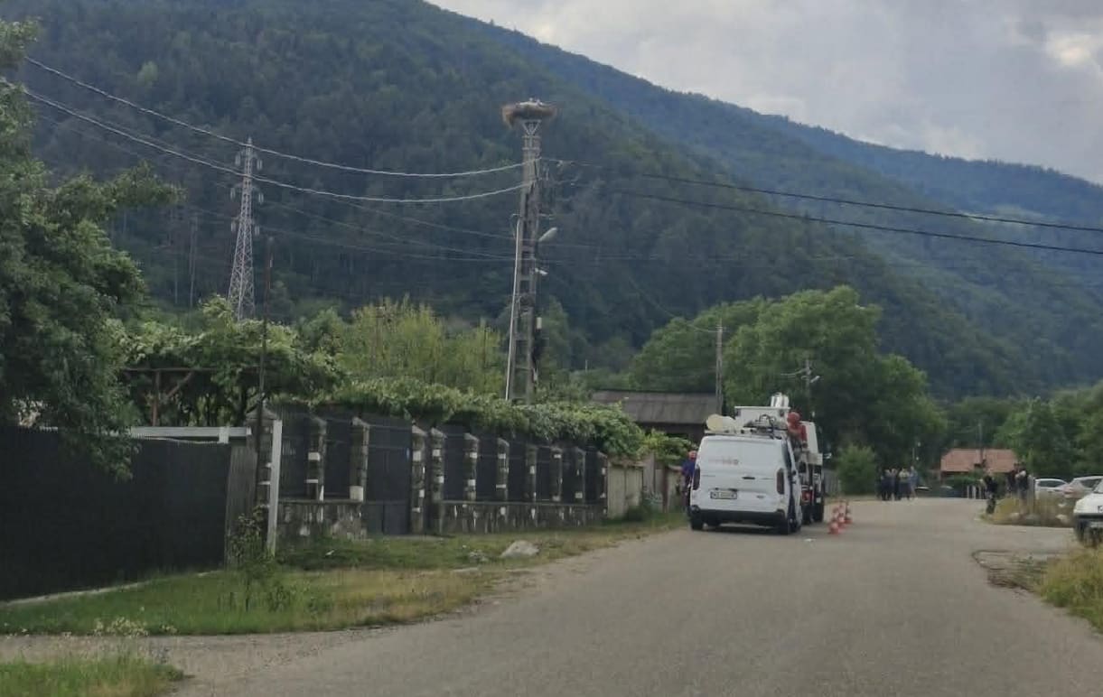 Pui de barză în cuib