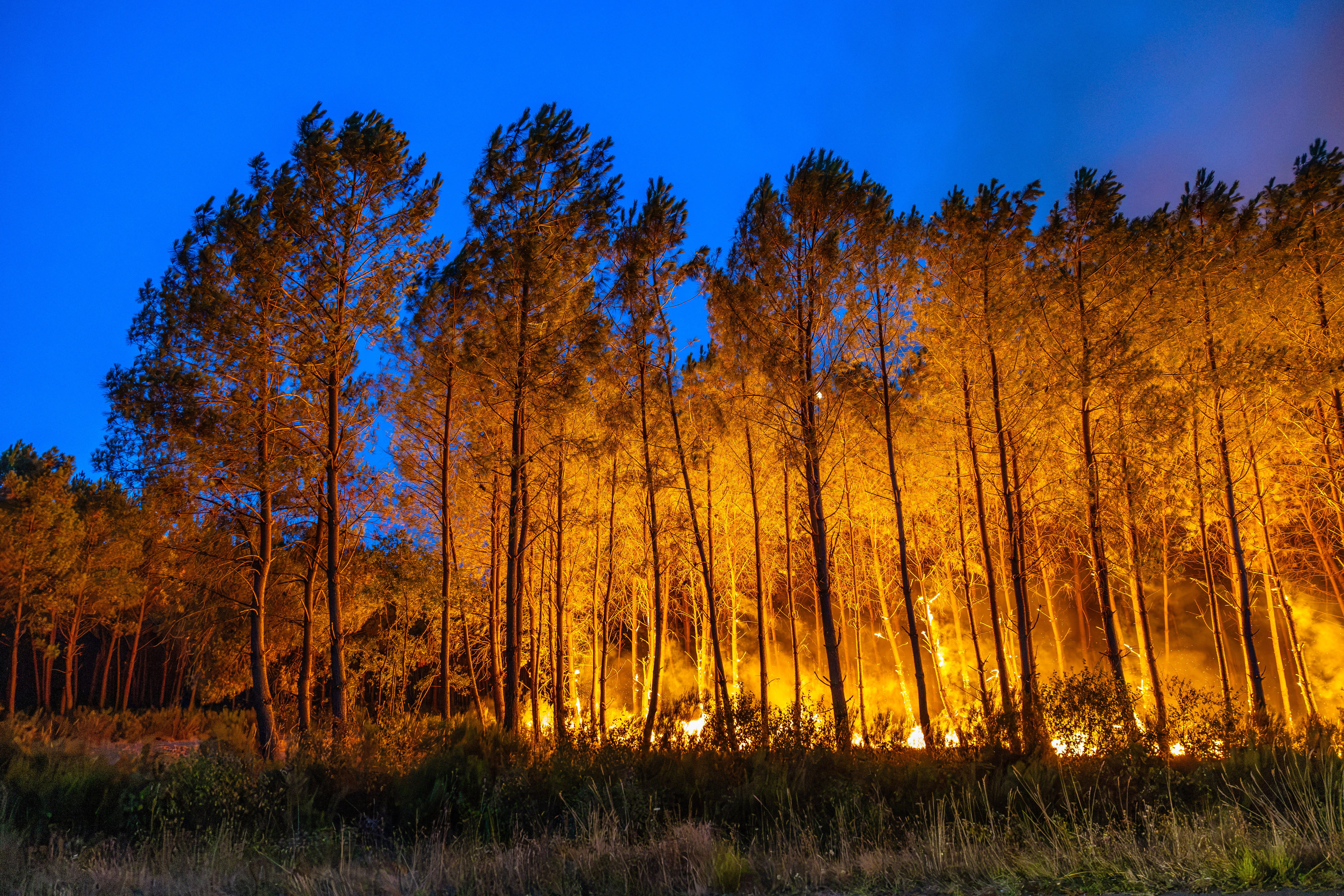 Pompieri francezi stingând incendii de vegetație în pădure