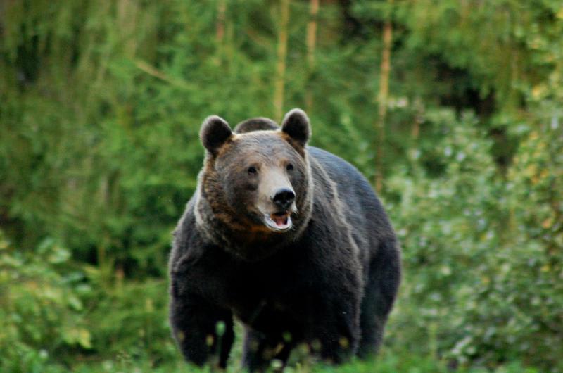Jurnalist atacat de urs la Băile Tușnad