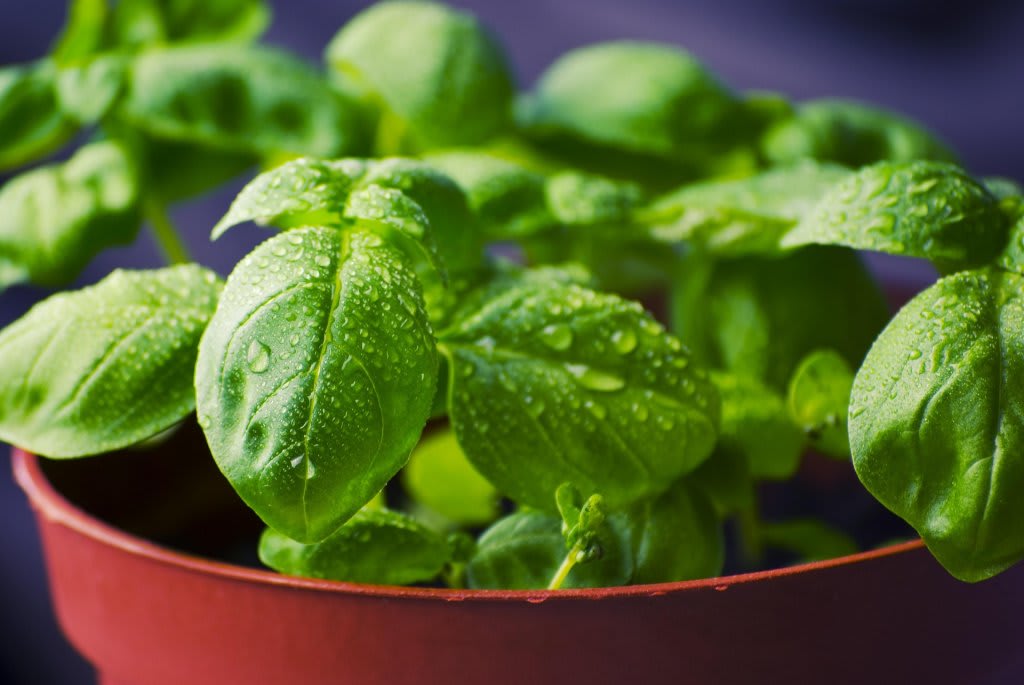 Busuioc proaspăt în ghiveci, plantă verde și aromată