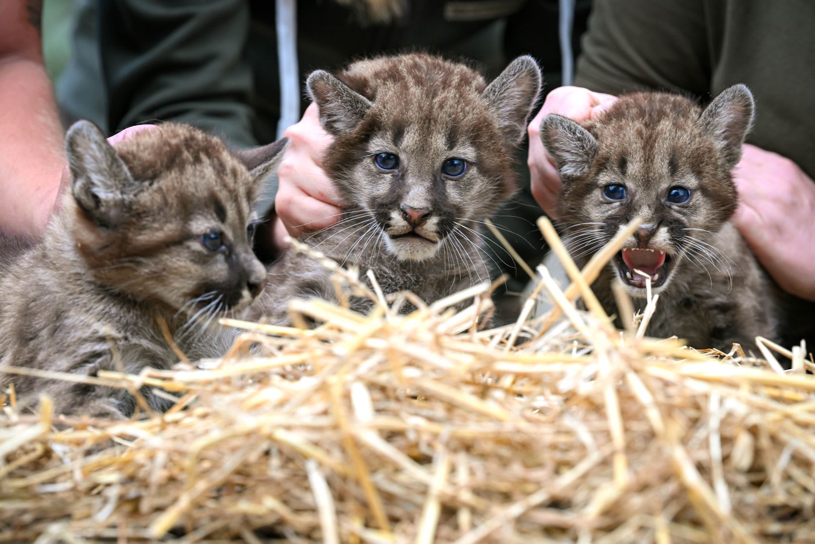 Trei pui de pumă în țarc exterior, mama lor alături, în grădina zoologică din Germania