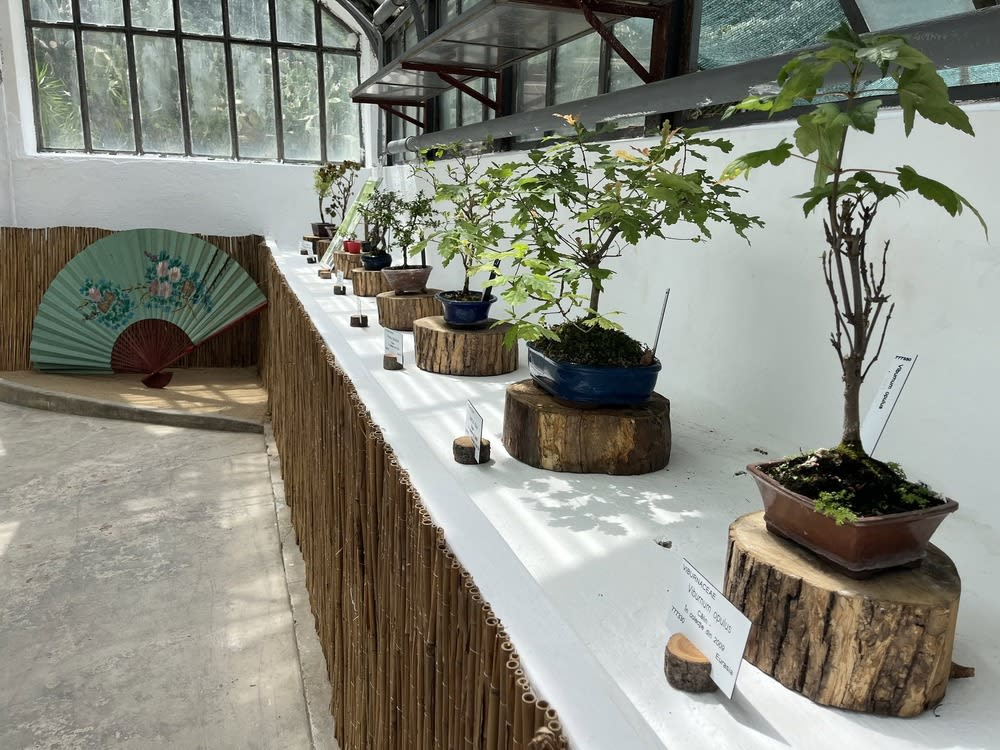 Expozitie bonsai la Grădina Botanică din Cluj-Napoca