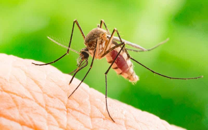 Botoșani pe lista județelor afectate de virusul West Nile: INSP anunță opt îmbolnăviri și două decese în România Botoșani pe lista județelor afectate de virusul West Nile: INSP anunță opt îmbolnăviri și două decese în România