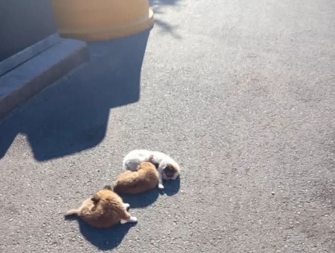 Trei pui de câine abandonați lângă ghenă de gunoi în Onești