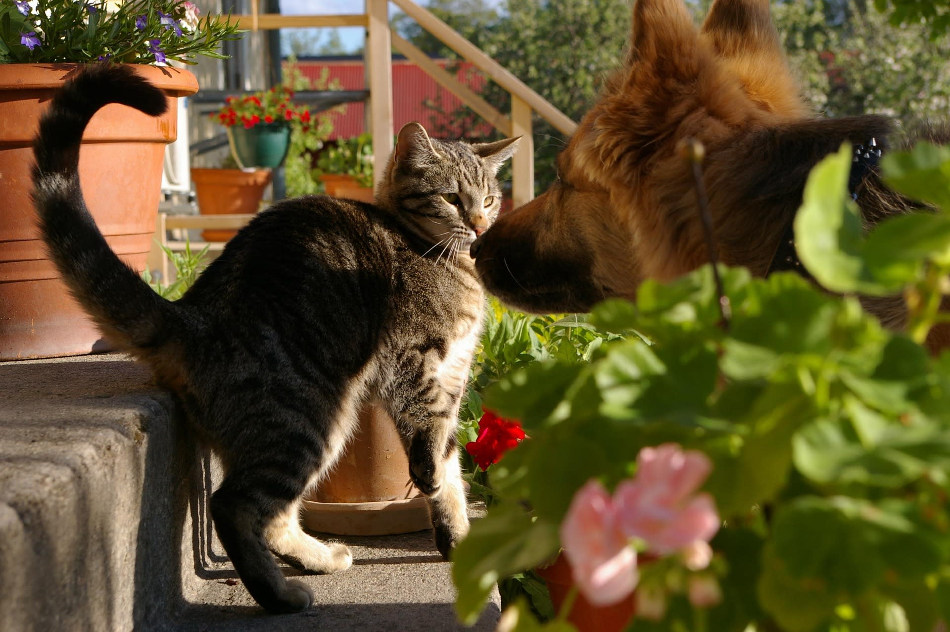 Pisici și câini în contact cu medici veterinari