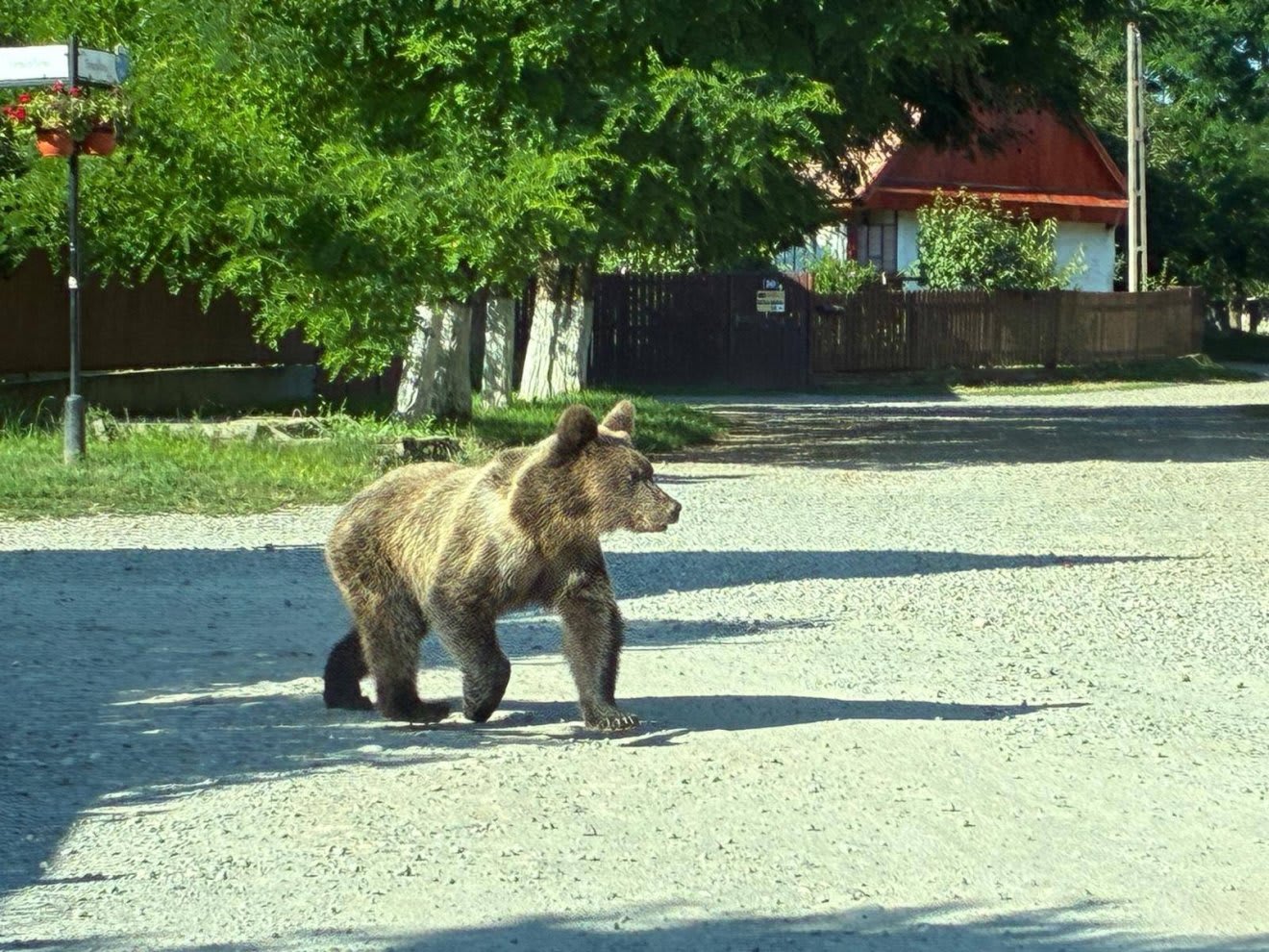 Urs tânăr observat în Vlăhița
