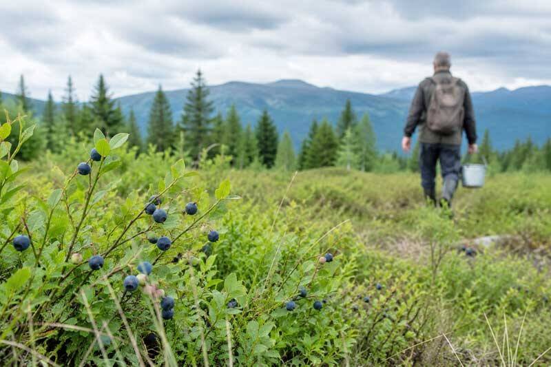 Bărbat decedat în pădure, zona împădurită Groșii Țibleșului Bărbat decedat în pădure, zona împădurită Groșii Țibleșului