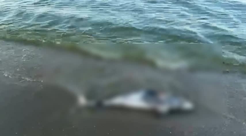 Pui de delfin decedat pe plaja din Mamaia, zona Hotelului Meridian