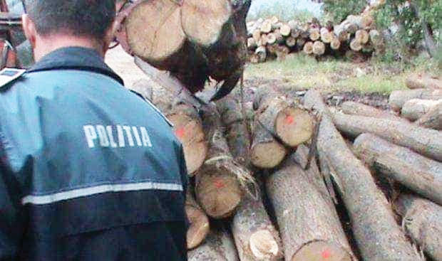 Societate sancționată pentru nereguli silvice în Argeș