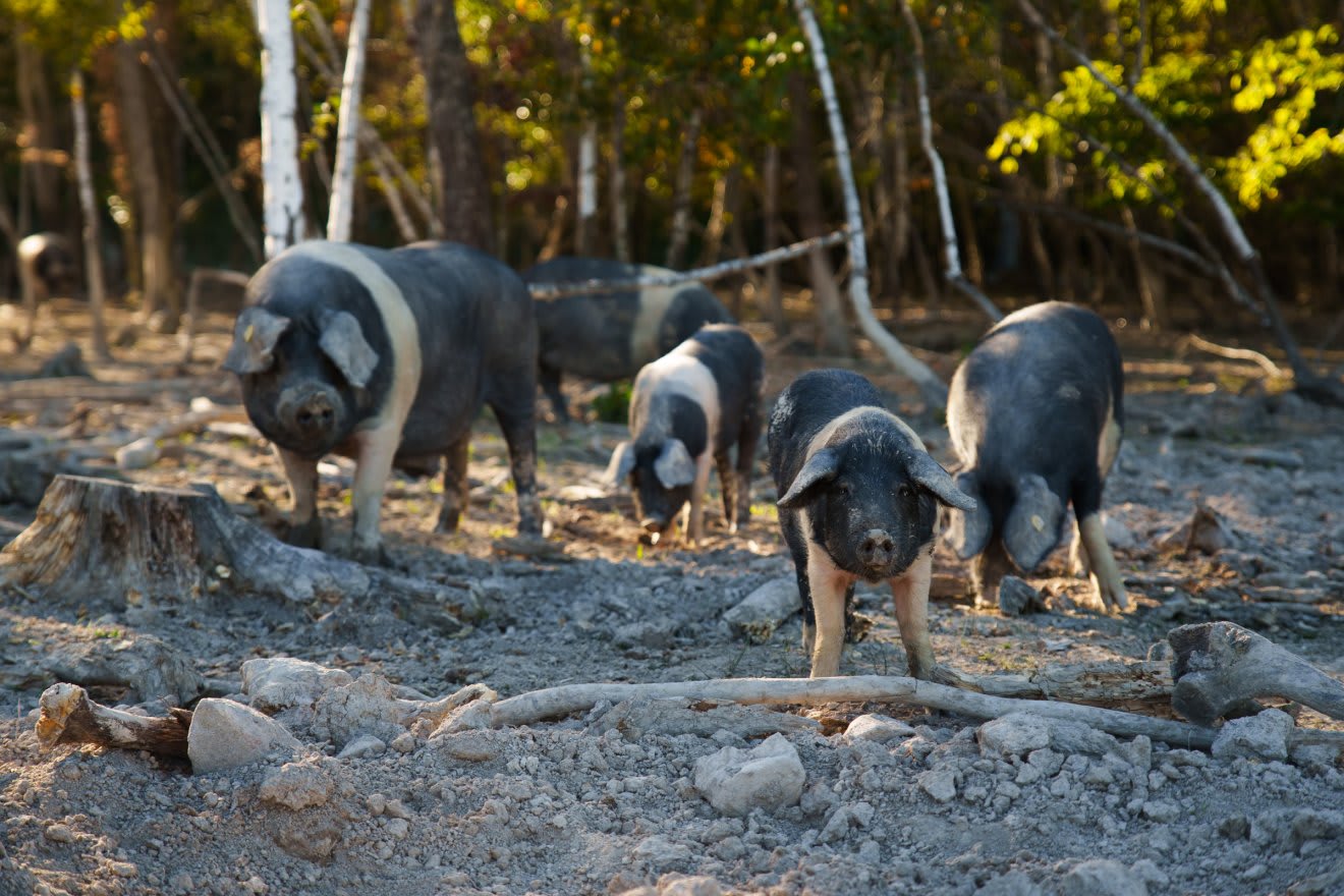 Sprijin financiar de până la 50.000 de euro pentru crescătorii de porci și bovine