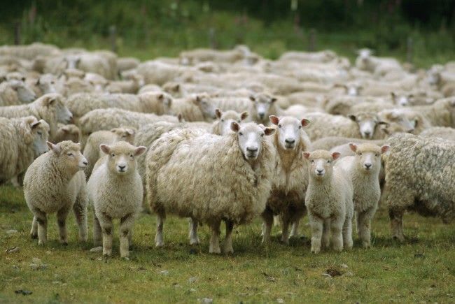 Fermă de ovine din Timiș cu echipament de protecție și animale în adăpost