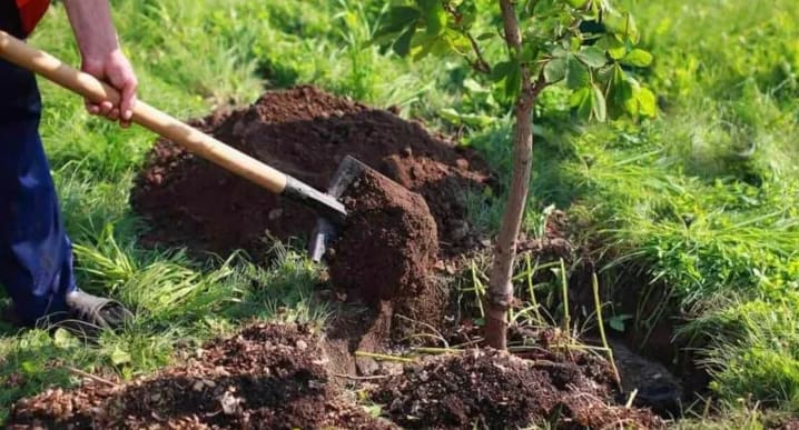 Clujenii cer plantarea copacilor pe strada Traian Vuia din Cluj-Napoca Clujenii cer plantarea copacilor pe strada Traian Vuia din Cluj-Napoca
