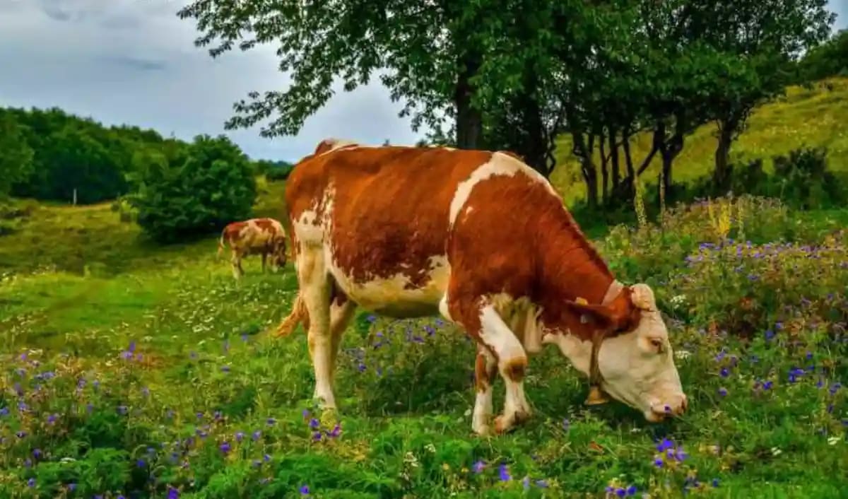 Parlamentul a aprobat noi scheme de sprijin pentru crescătorii de bovine și porcine în 2026