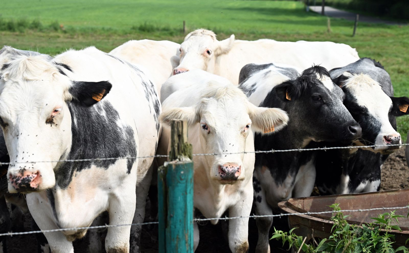 Virus necunoscut depistat la bovine în Europa. Cercetătorii avertizează asupra răspândirii rapide