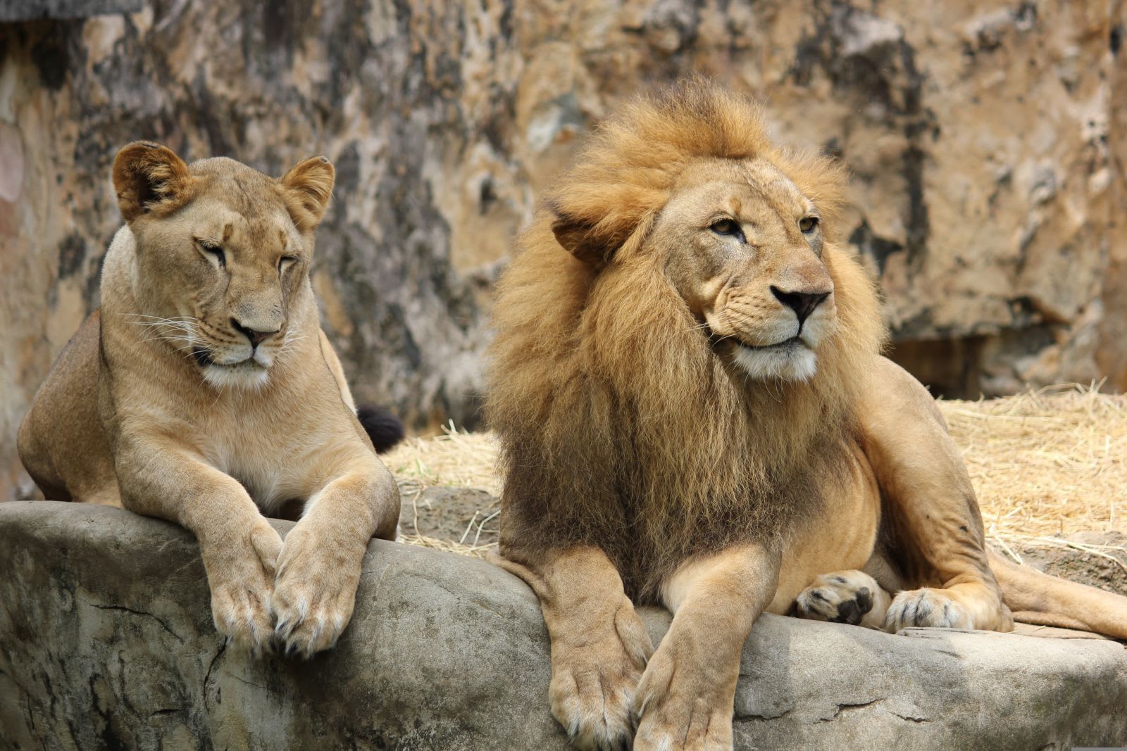 Leu decedat la o grădină zoologică în timpul valului de căldură Leu decedat la o grădină zoologică în timpul valului de căldură