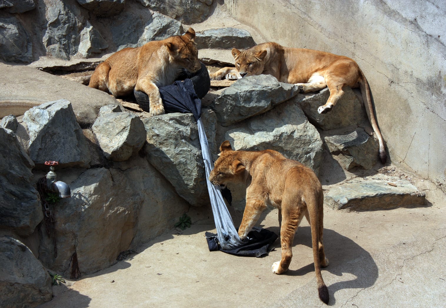 Leoaice la grădina zoologică Tama din Tokyo în timpul caniculei Leoaice la grădina zoologică Tama din Tokyo în timpul caniculei