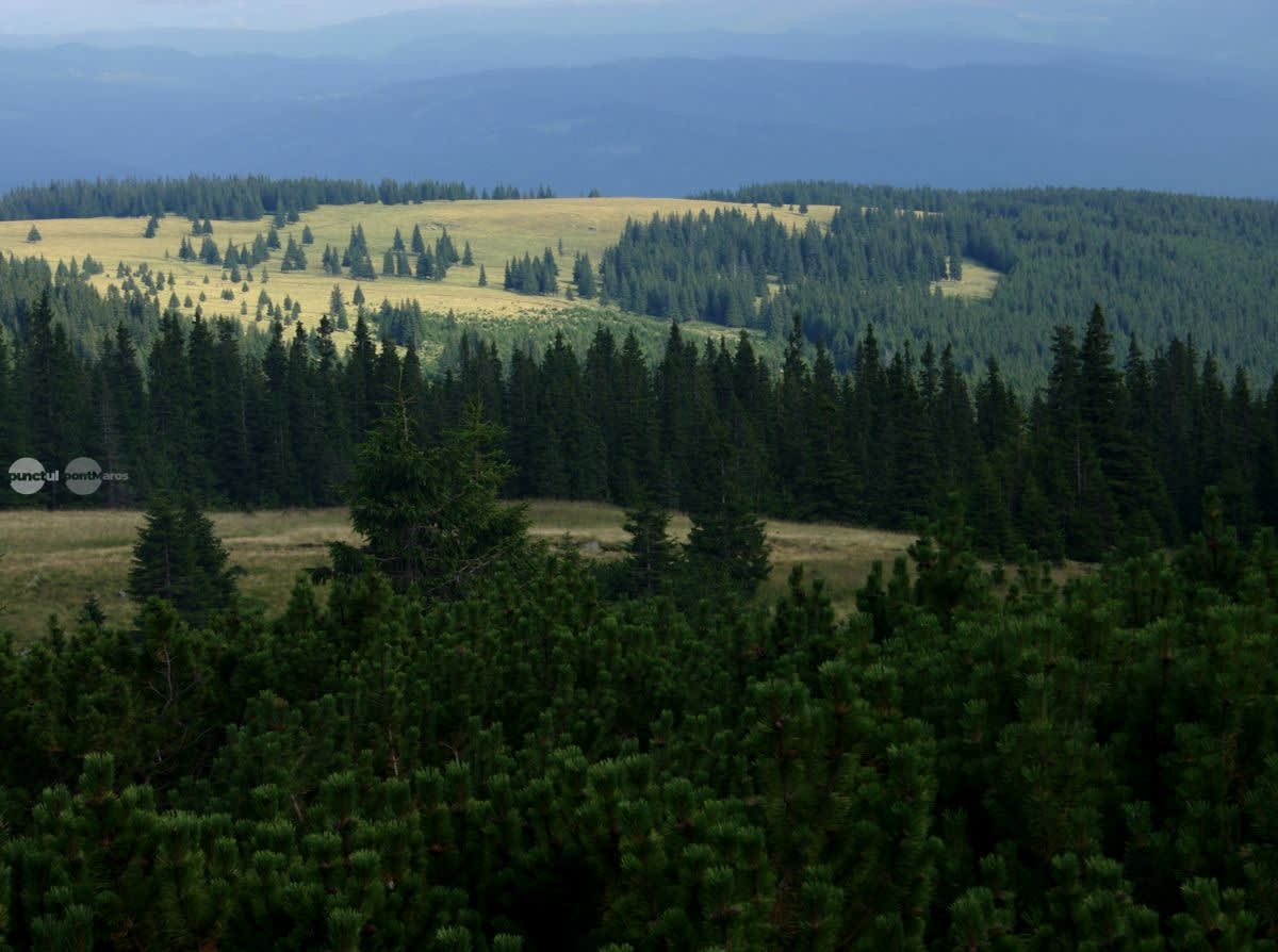 Ministerul Mediului a aprobat catalogul național pentru biodiversitate în zonele din Mureș și Delta Dunării