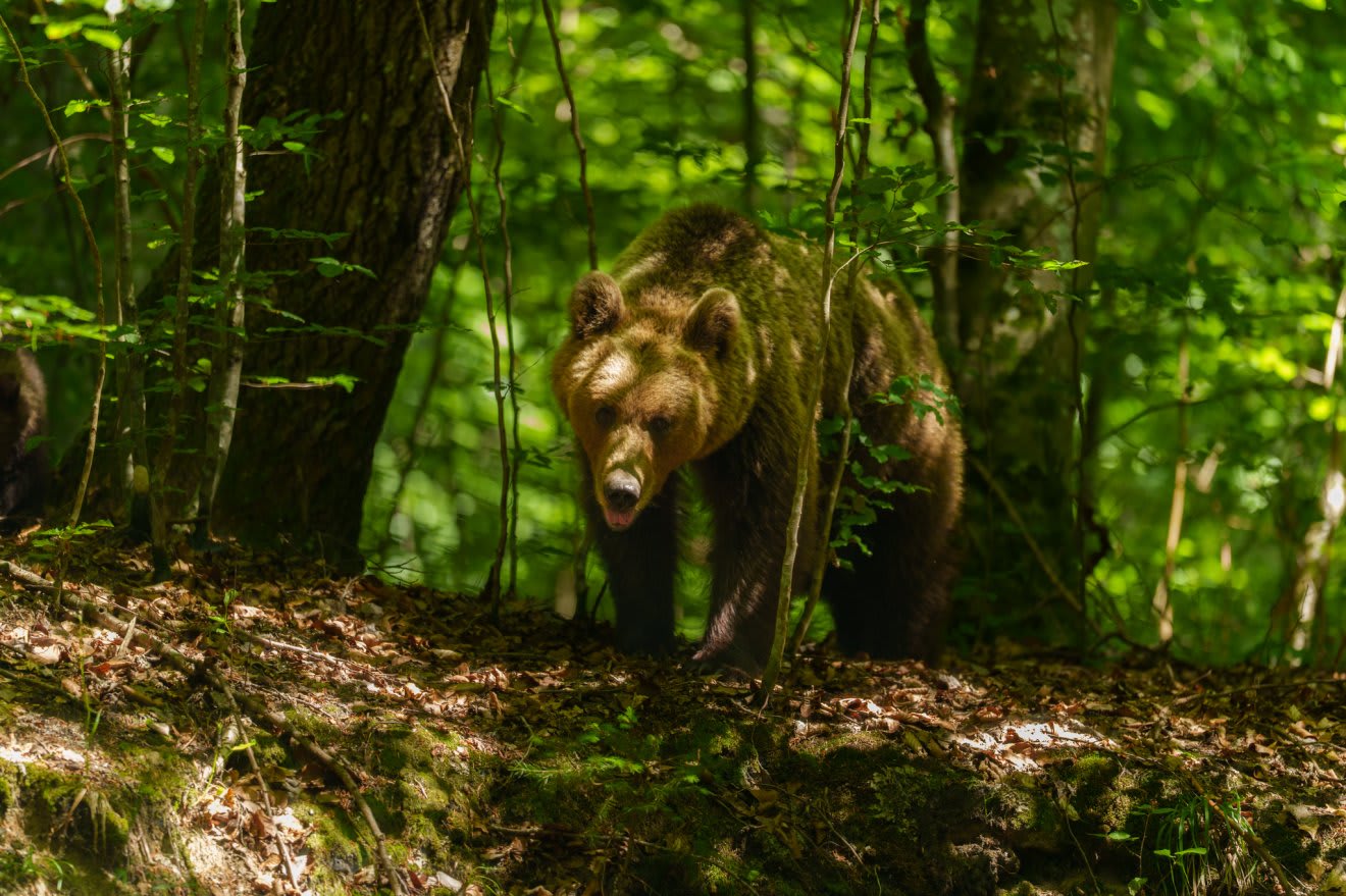 Avertizare Ro-Alert pentru un urs în Miercurea Ciuc Avertizare Ro-Alert pentru un urs în Miercurea Ciuc