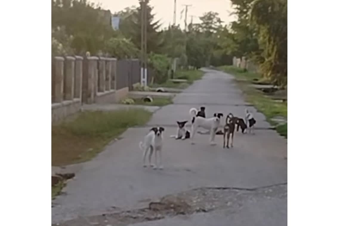 Haitele de câini maidanezi terorizează satul Trestienii de Sus din Prahova: localnicii se tem pentru siguranță și gospodării