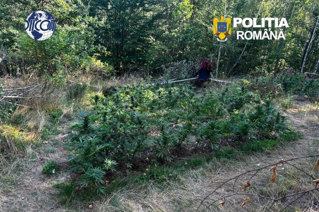 Plantație de cannabis descoperită în pădure Plantație de cannabis descoperită în pădure