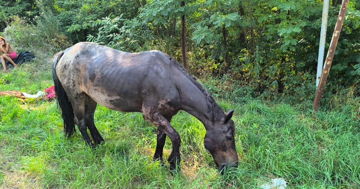 Pompieri salvând un cal căzut într-un șanț Pompieri salvând un cal căzut într-un șanț