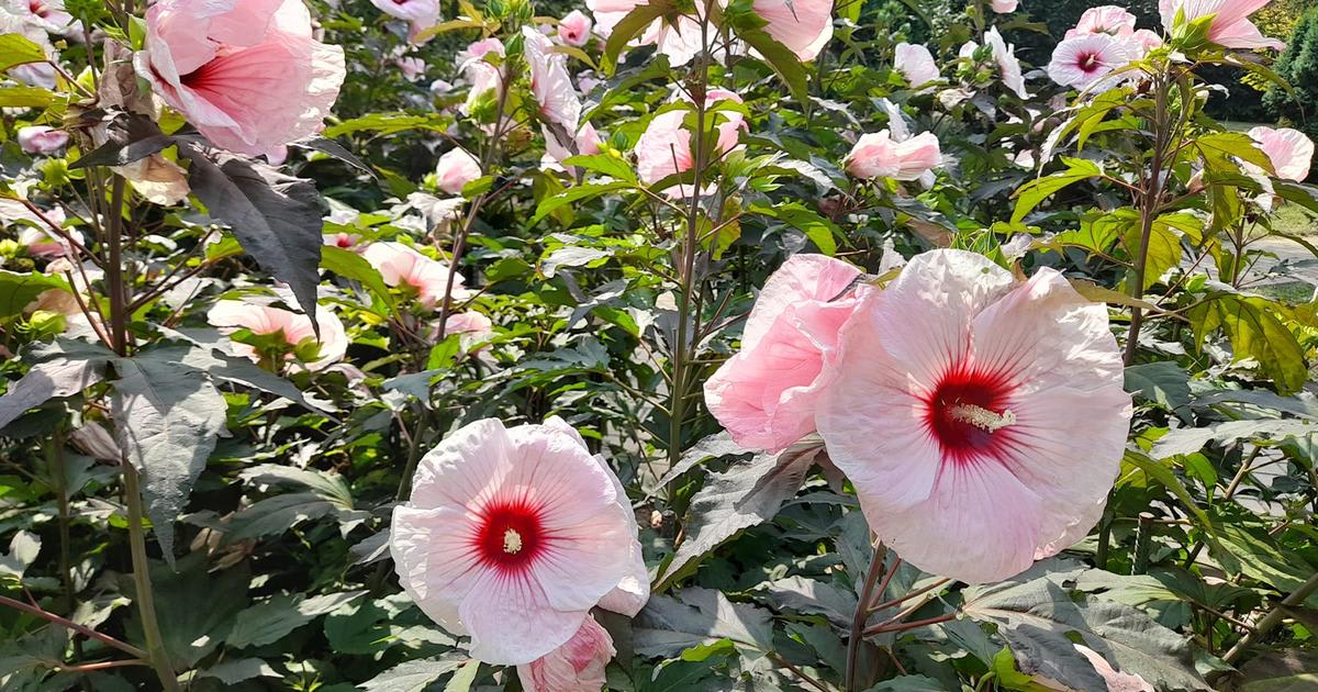 Grădina Botanică din Iași cu hibiscus înflorit Grădina Botanică din Iași cu hibiscus înflorit