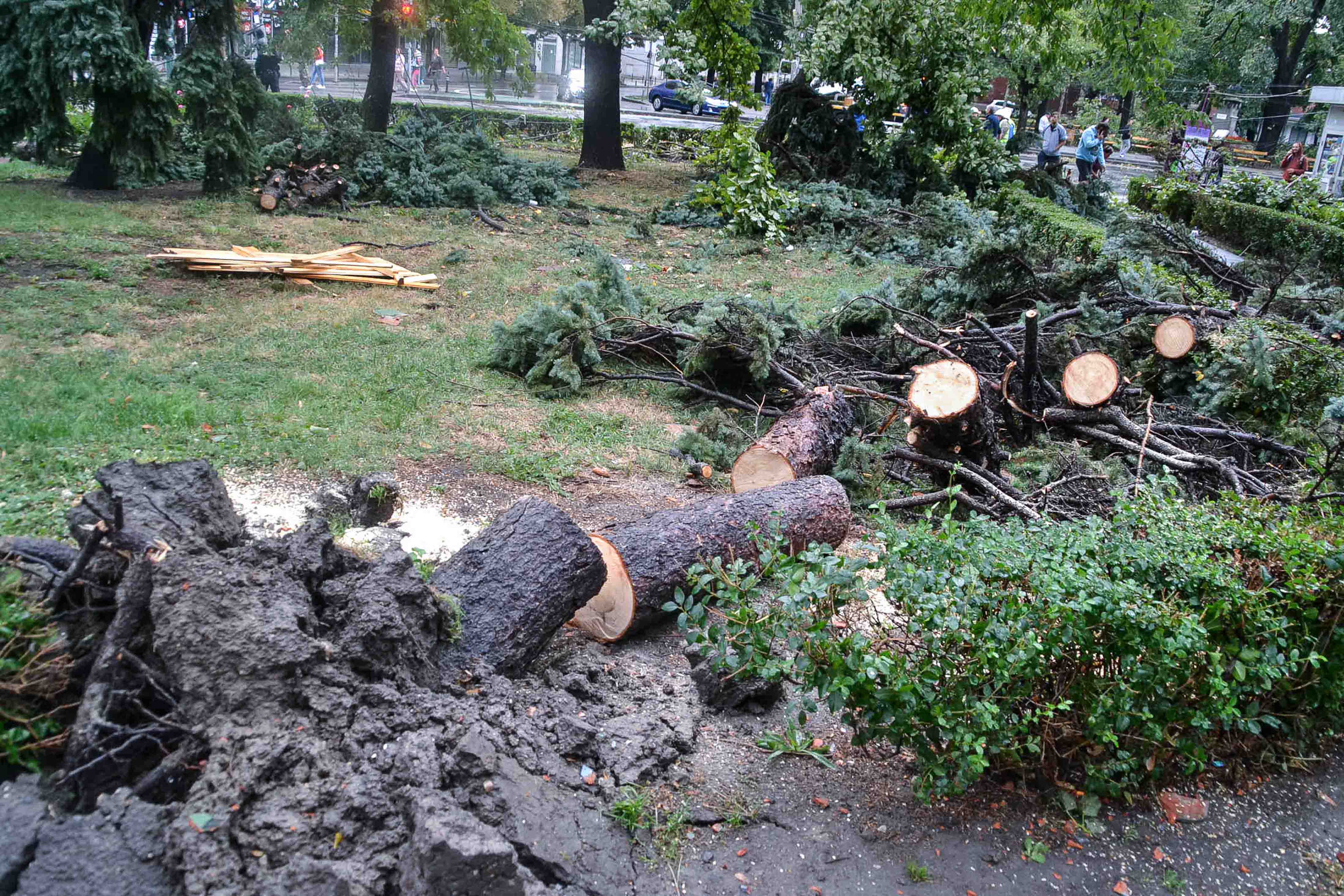 Echipaj de pompieri în acțiune în Timiș, doborâri de copaci și inundații Echipaj de pompieri în acțiune în Timiș, doborâri de copaci și inundații