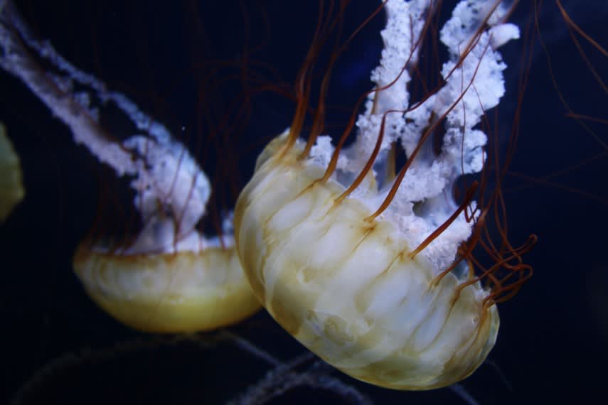Meduză translucidă în formă de degetar, în apă Meduză translucidă în formă de degetar, în apă