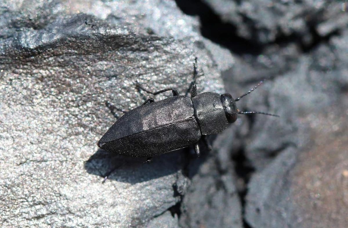 Insectă gândac negru de foc zburând spre pădure arsă Insectă gândac negru de foc zburând spre pădure arsă