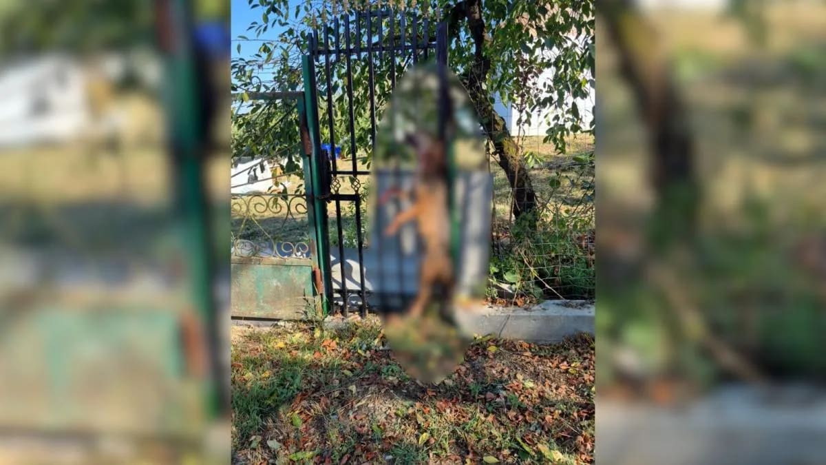 Femeie de 41 de ani, atacată de un șacal pe ulița satului Oltenești
