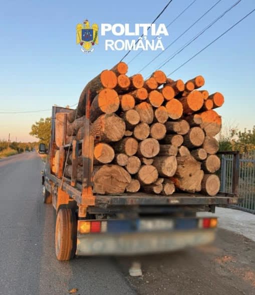 Polițiști verificând documente de transport lemne la Stâlpu, Giurgiu Polițiști verificând documente de transport lemne la Stâlpu, Giurgiu