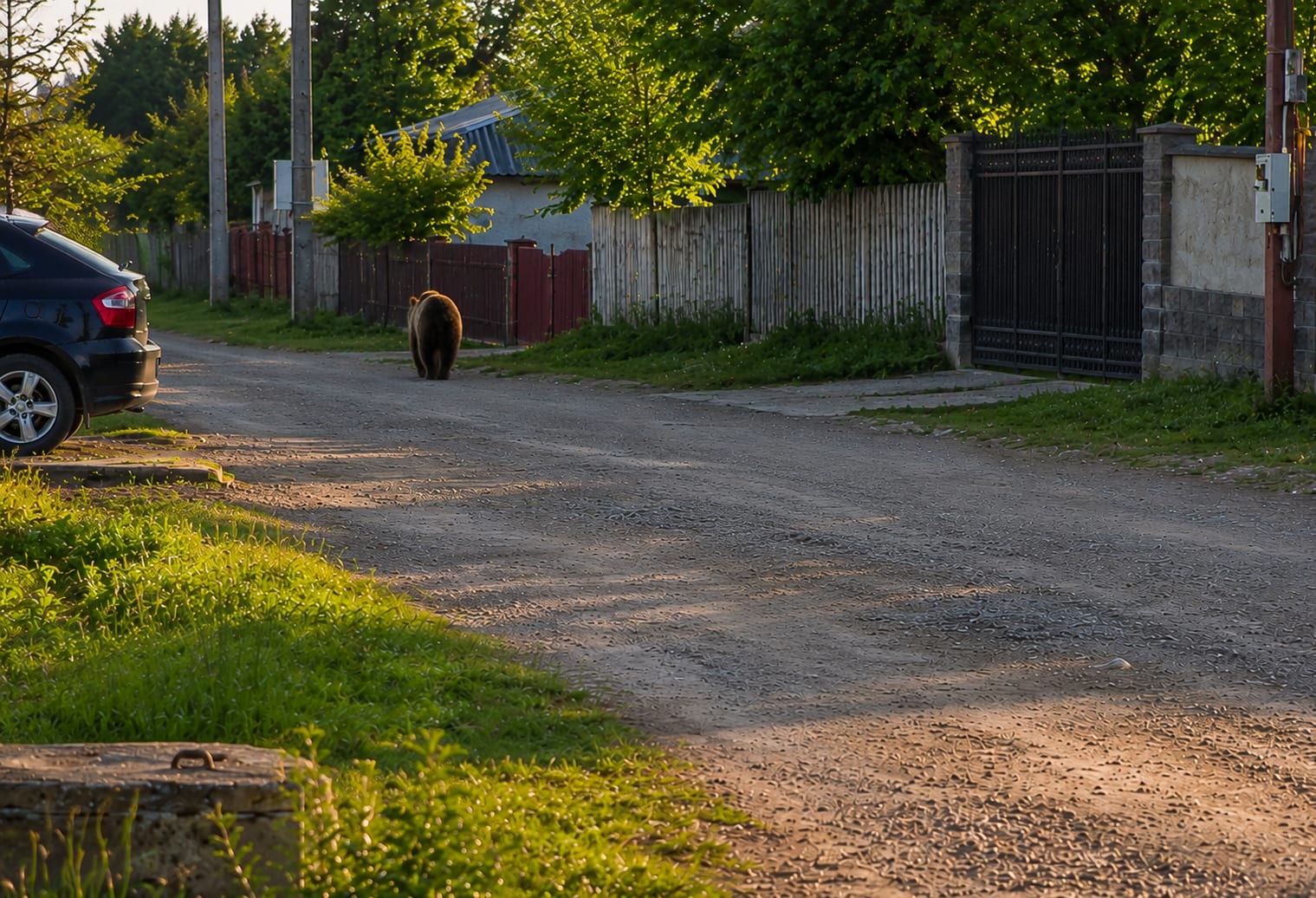 Urși sălbatici în pădurea din Argeș, zona Dâmbovicioara Urși sălbatici în pădurea din Argeș, zona Dâmbovicioara
