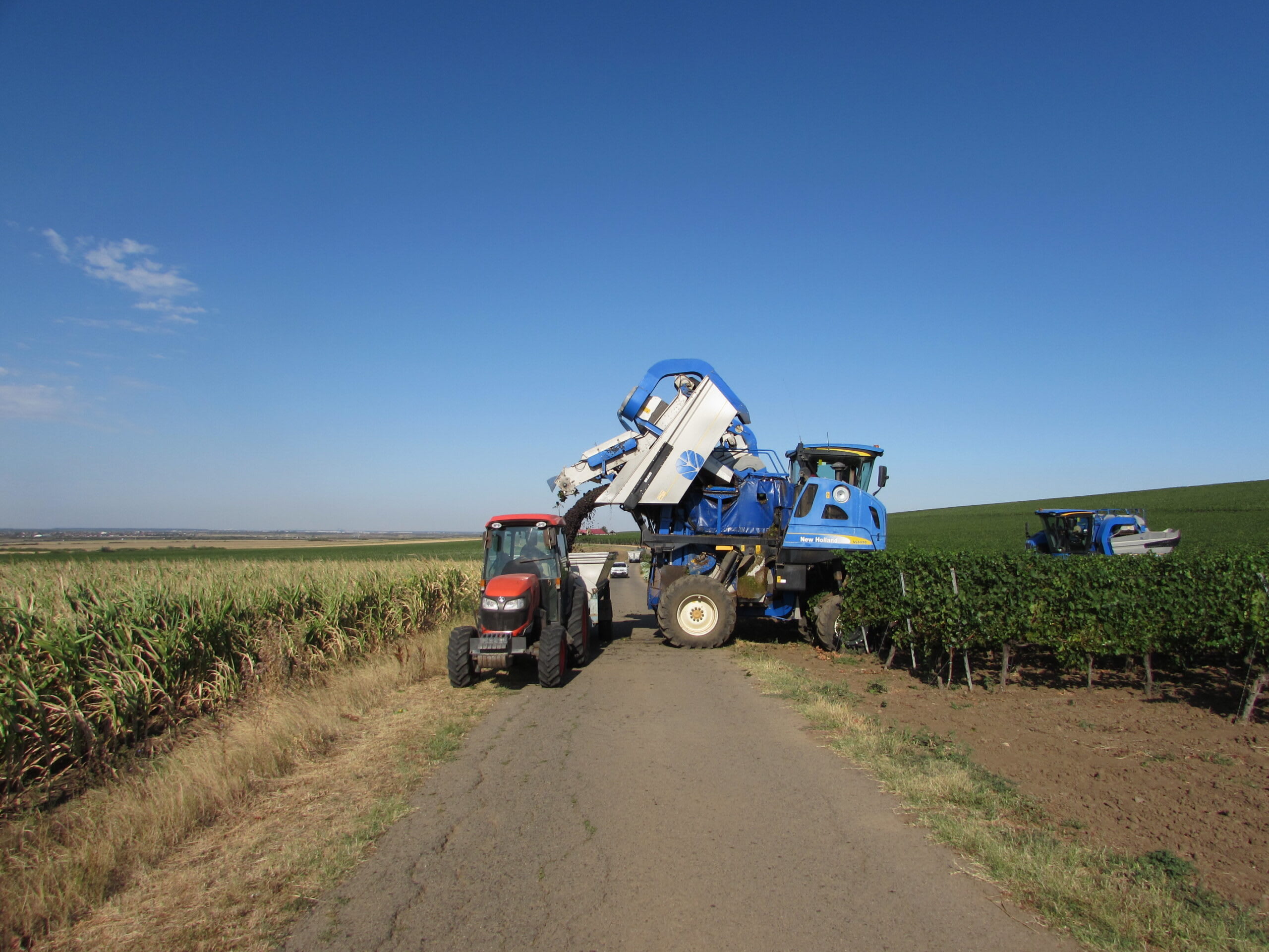 Combine agricole recoltând struguri Pinot Grigio noaptea la Recaș Combine agricole recoltând struguri Pinot Grigio noaptea la Recaș