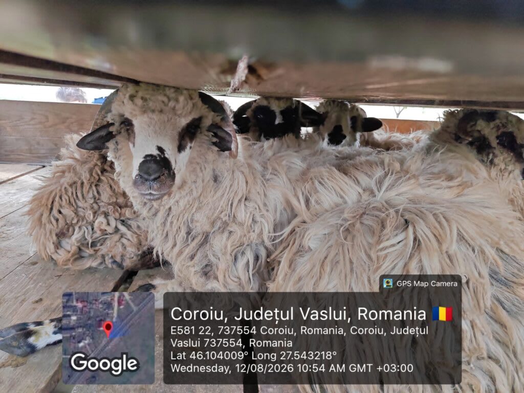 Autoutilitară cu ovine fără acte, interceptată la Tutova, Vaslui Autoutilitară cu ovine fără acte, interceptată la Tutova, Vaslui