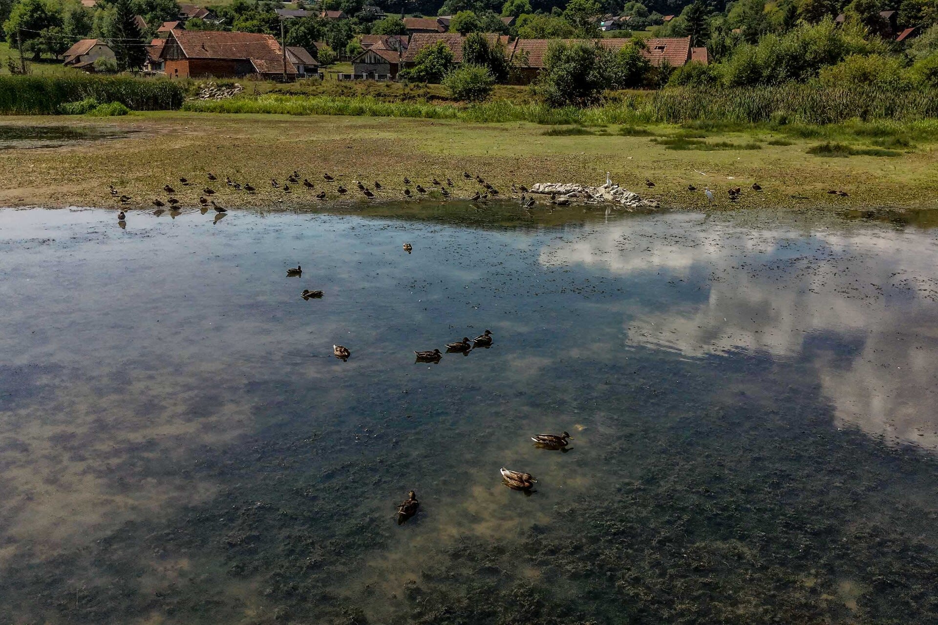 Viziuni pe lacul Besenyő: fotografii cu păsări acvatice